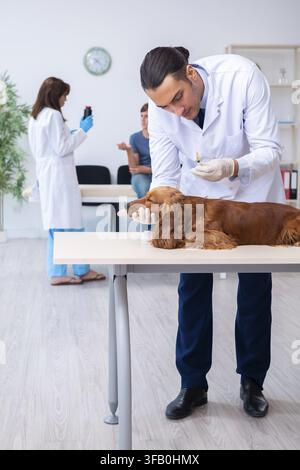 Der Tierarzt untersucht den Golden-Retriever-Hund in der Klinik Stockfoto