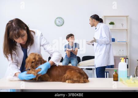 Der Tierarzt untersucht den Golden-Retriever-Hund in der Klinik Stockfoto
