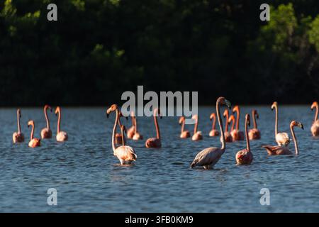 Schwarm rosa Flamingos, die in ruhigem blauem Wasser stehen und fressen, mit üppigen grünen Bäumen im Hintergrund an einem sonnigen Tag. Stockfoto