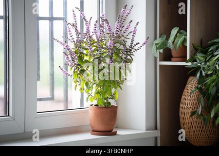 Blühender Thai-Basilikus in einem Tontopf auf der Fensterbank zu Hause. Anbau von selbst gezogenen scharfen Kräutern Stockfoto
