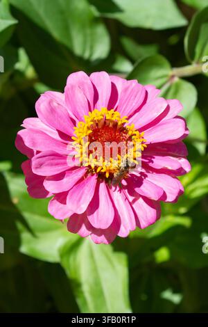 Vertikale Ansicht von oben einer kleinen Biene, die an einer rosa Zinnienblüte mit einem hellgelben Zentrum forscht. Stockfoto