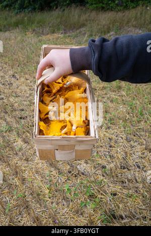 Nahaufnahme einer Person, die einen rustikalen Korb mit frisch gepflückten Wilden Pfifferlingen hält, Herbstwald-Ernte-Kochkonzept Stockfoto