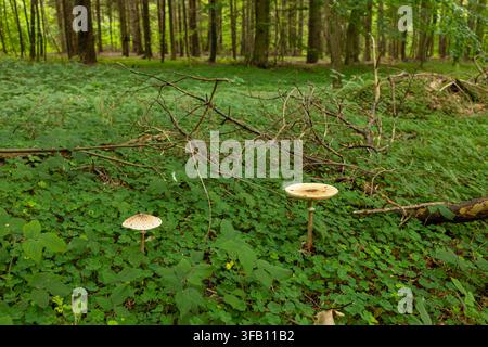 Wilde Parasolpilze, die auf moosigem Boden in einem dichten grünen Wald wachsen, Makroaufnahme von wilden essbaren Pilzen im Wald während der Herbstsaison Stockfoto