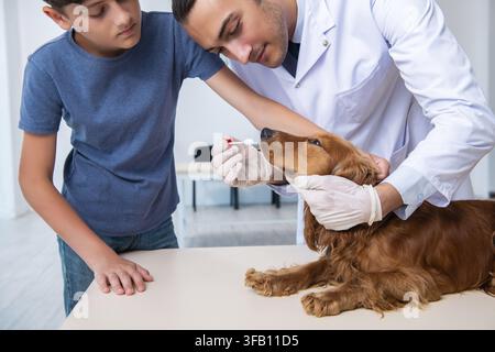 Der Tierarzt untersucht den Golden-Retriever-Hund in der Klinik Stockfoto
