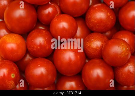 Frisch geerntete reife Tomaten füllen die Szene mit satten Rot-Tönen und glänzenden Texturen. Auf einem lokalen Bauernmarkt gesammelt, reflektieren sie die warme Sonne Stockfoto
