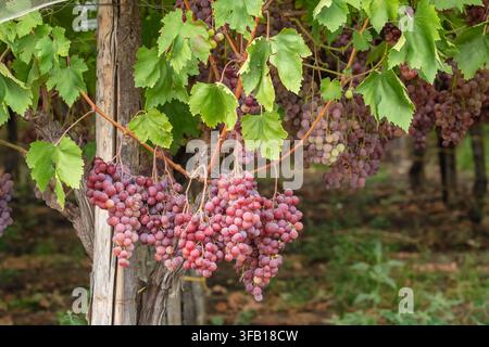 Reife rote Trauben hängen an Reben in einem Weinberg Stockfoto