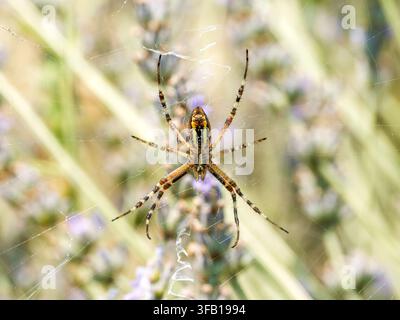 Argiope bruennichi Spinne ruht in ihrem Netz in Venoy mit unscharfem Vegetationshintergrund. Stockfoto