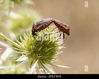 Zwei Graphosoma italicum-Schildkäfer paaren sich auf einer Distelblüte in Venoy. Stockfoto