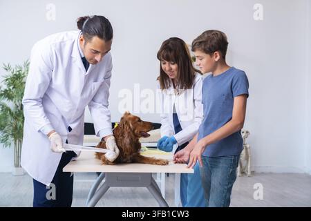 Der Tierarzt untersucht den Golden-Retriever-Hund in der Klinik Stockfoto