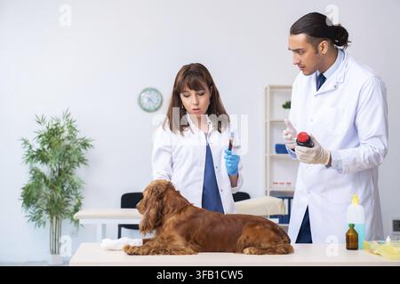 Der Tierarzt untersucht den Golden-Retriever-Hund in der Klinik Stockfoto
