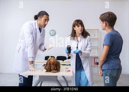 Der Tierarzt untersucht den Golden-Retriever-Hund in der Klinik Stockfoto