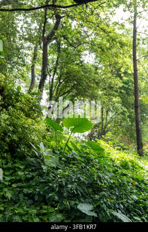 Üppiger grüner Wald mit dichtem Laub am Tag. Stockfoto