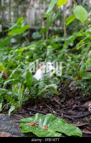 Laubabfall und Grünpflanzen in einer dichten Waldumgebung. Stockfoto