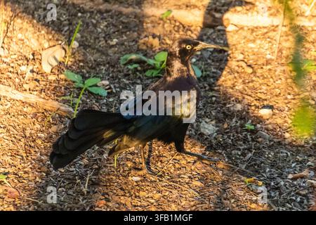 Gewöhnlicher Rabenkräher mit glänzenden dunklen Federn steht auf einem sonnenbeschienenen Waldboden, der mit trockenen Blättern, Zweigen und kleinen grünen Pflanzen bedeckt ist. Stockfoto