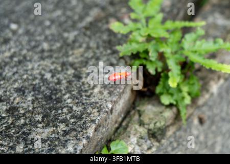 Roter Käfer krabbelt auf betonierter Oberfläche in der Nähe einer grünen Pflanze. Stockfoto