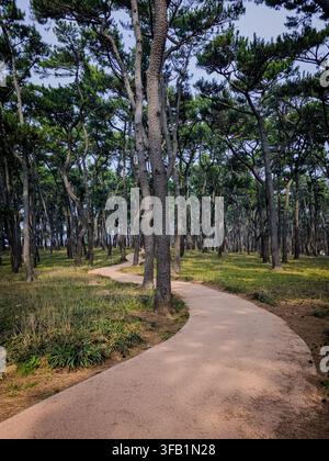 Winding Wanderpfad durch einen dichten Kiefernwaldpark in Südkorea, bei dem das Sonnenlicht durch hohe Bäume fällt. Stockfoto