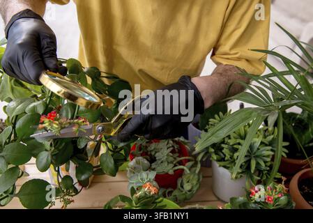 Alter männlicher Gärtner mit Pflanzen zu Hause Stockfoto