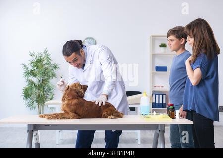 Der Tierarzt untersucht den Golden-Retriever-Hund in der Klinik Stockfoto