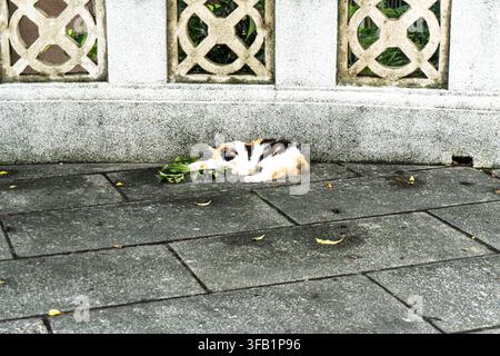 Calico-Katze ruht auf dem Pflaster in der Nähe einer verzierten Mauer. Stockfoto