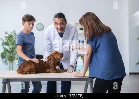 Der Tierarzt untersucht den Golden-Retriever-Hund in der Klinik Stockfoto