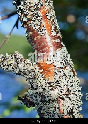 Mönchskappenflechte Hypogymnia physodes, die auf einem Birkenzweig in der Natur wächst Stockfoto