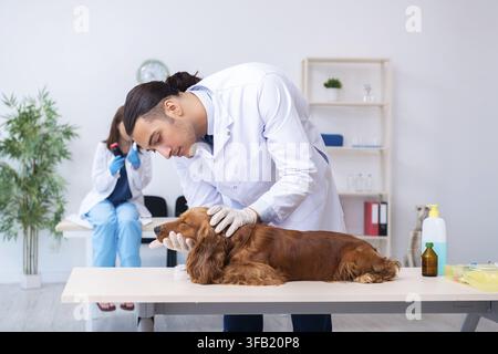 Der Tierarzt untersucht den Golden-Retriever-Hund in der Klinik Stockfoto