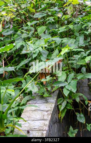 Dichtes Grün bedeckt Gartenmauer aus Stein im Freien. Stockfoto