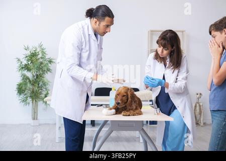 Der Tierarzt untersucht den Golden-Retriever-Hund in der Klinik Stockfoto