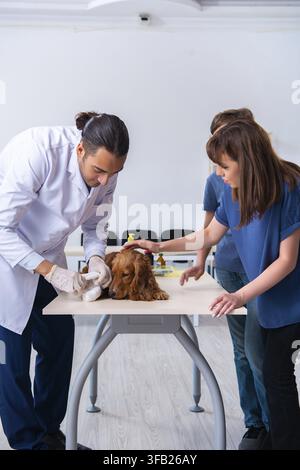 Der Tierarzt untersucht den Golden-Retriever-Hund in der Klinik Stockfoto