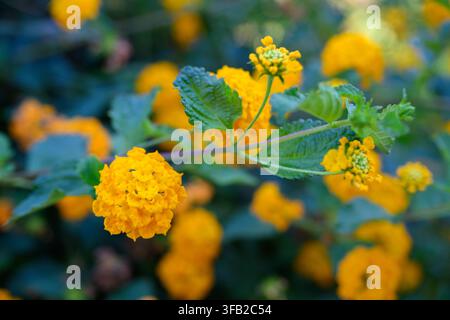 Lantana camara Gold (Gemeine Lantana) gelbe Blüten Nahaufnahme Stockfoto