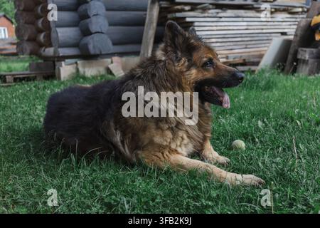 Flauschiger Deutscher Schäferhund liegt auf grünem Gras in einem ländlichen Hof Stockfoto