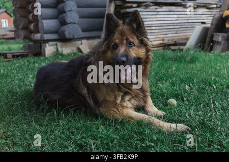 Flauschiger Deutscher Schäferhund liegt auf grünem Gras in einem ländlichen Hof Stockfoto