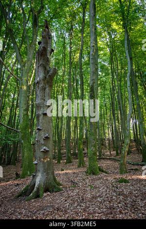 Alter europäischer Buchwald im Jasmunder Nationalpark, Rügen, Deutschland. Sonnenlicht scheint durch hohe Buchen in einem UNESCO-Weltkulturerbe Stockfoto