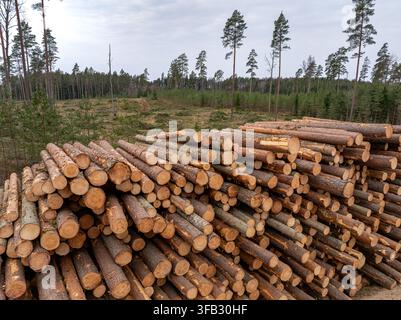 Große Haufen frisch geernteter Baumstämme in einem bewirtschafteten Kiefernwald Stockfoto
