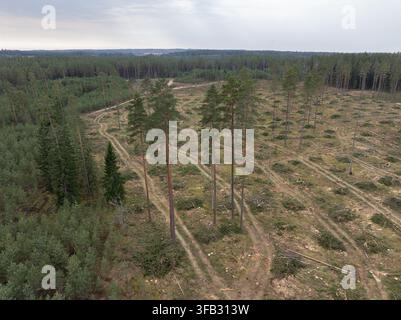 Luftbild einer abgeholzten Waldfläche und Holzstämme entlang einer Waldstraße in Lettland Stockfoto