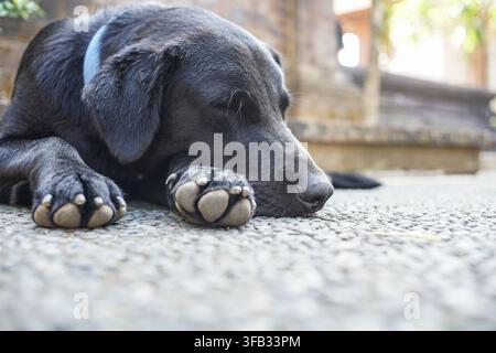 Nahaufnahme eines schwarzen Labradors, der auf einer gepflasterten Oberfläche im Freien ruht, mit im Fokus befindlichen Pfoten und einem sichtbaren blauen Halsband. Stockfoto