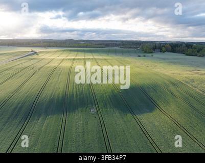 Luftbild eines grünen Winterweizenfeldes mit Traktorspuren und dramatischen Wolken Stockfoto