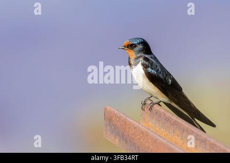 Seitenansicht einer schönen Schwalbe, die an einem sonnigen Sommertag auf einem Träger sitzt. Unscharfer heller lila Hintergrund. Stockfoto