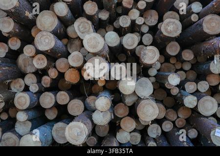 Frisch geschnittene Kiefern- und Fichtenstämme, gestapelt für die Holzindustrie Stockfoto