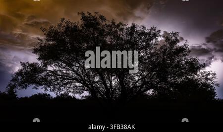 Großer Mesquite-Baum bei Nacht, der von einem Gewitter in der Ferne, das die Wolken und den Monsunregen beleuchtet, silhouettiert wird, nahe Sierra Vis Stockfoto