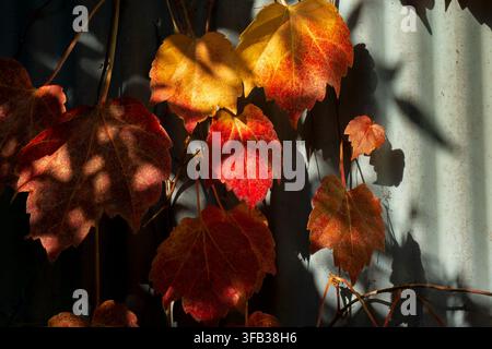 Farbenfrohe rote und orangene Herbst-Blätter werfen tiefe Schatten auf einer strukturierten Metalloberfläche bei hellem Sonnenlicht. Stockfoto