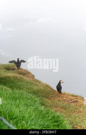 Atlantik-Mauerpfeffer und Scharfrichter am Mykines-Klippen Stockfoto