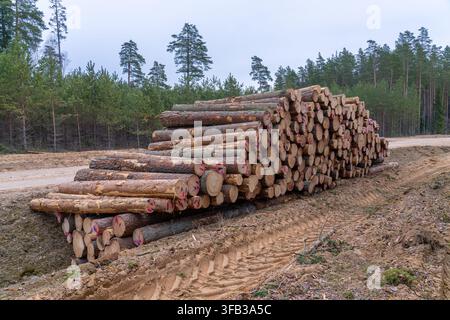Haufen von markierten Kiefernstämmen in einem kommerziellen Waldgebiet in Lettland Stockfoto