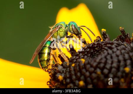 Augochlora pura einsame Biene sammelt Pollen auf einer gelben Rudbeckia-Blüte mit Kopierraum und grünem Hintergrund Stockfoto