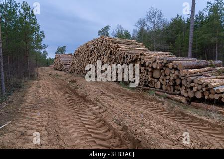 Kiefern-Rundholz, das neben einer Waldstraße in Lettland gelagert ist Stockfoto