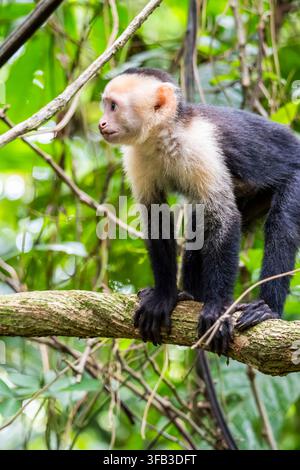 Weißgesichtiger Kapuzineraffe steht auf einem Ast in einem üppigen tropischen Regenwald in Costa Rica, umgeben von grünem Laub und Ranken in seinem natu Stockfoto