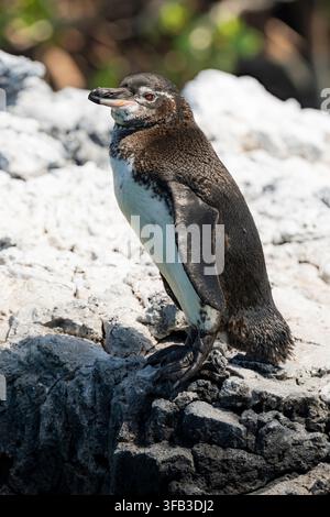 Galápagos-Pinguin steht auf dunklem Vulkanfelsen entlang der rauen Küste der Galápagos-Inseln, Ecuador. Endemischer Seevogel in seinem natürlichen Inselhabitat Stockfoto