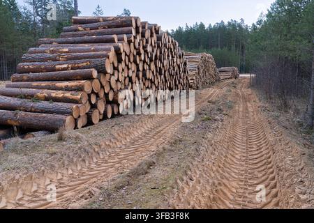 Großer Haufen frisch geschnittenen Kiefernholzes in einem bewirtschafteten Wald Stockfoto
