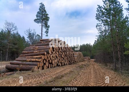 Großer Haufen frisch geschnittenen Kiefernholzes in einem bewirtschafteten Wald Stockfoto