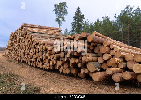 Industrieforstwirtschaft und gestapelte Rundholzstämme in einer Kiefernwaldlandschaft Stockfoto